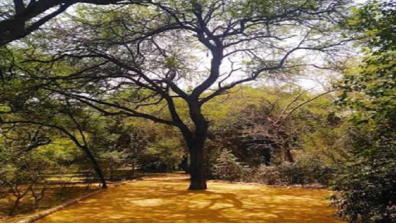 Hauz Khas Forest