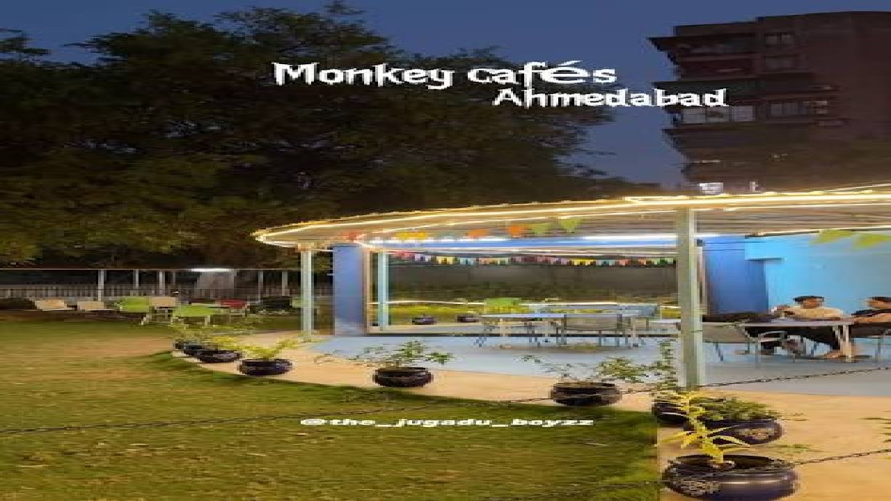 Monkey cafe: Ahmedabad